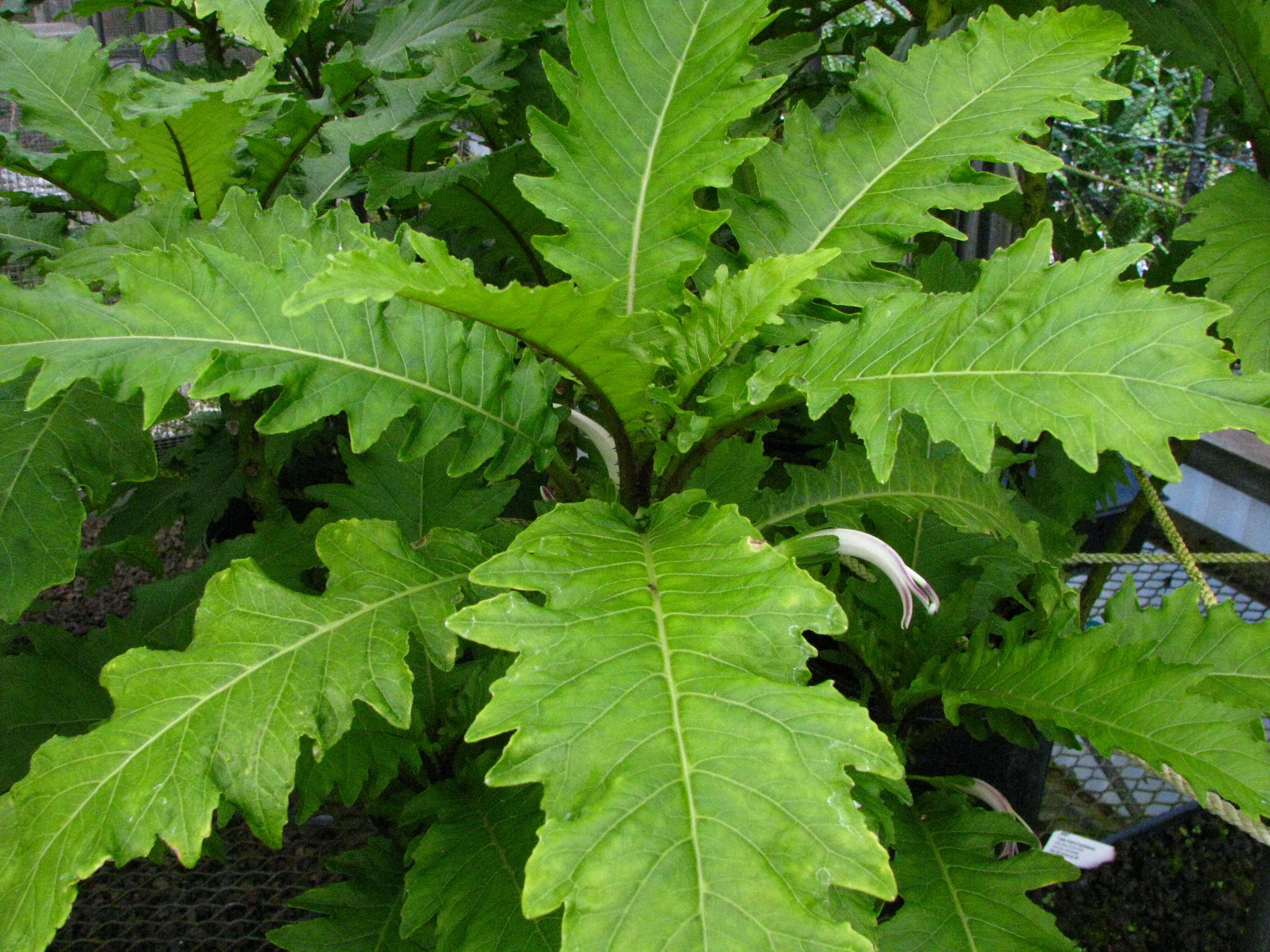 Image of Waihee Valley cyanea