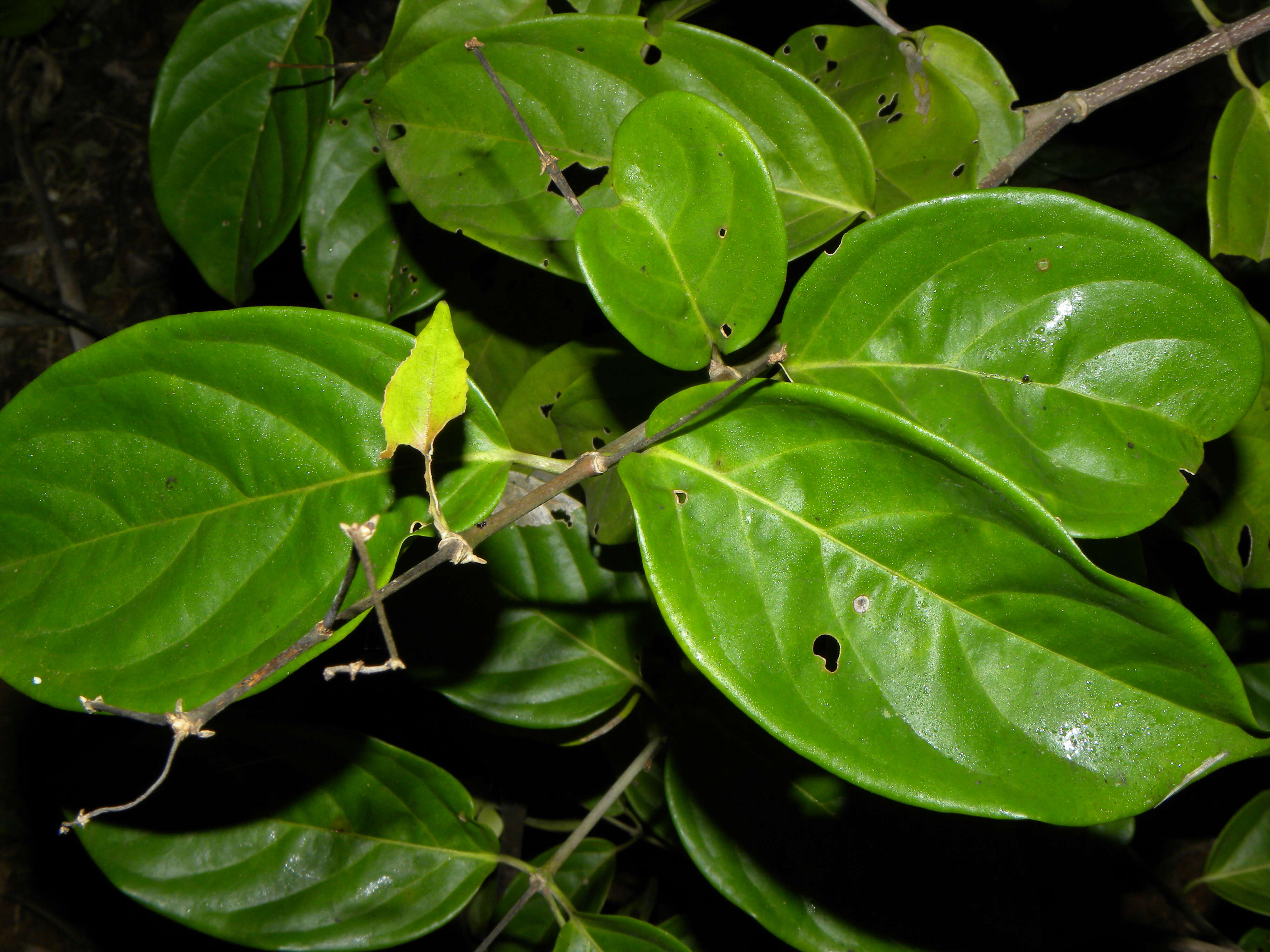 Image de Tetrapterys tinifolia Triana & Planch.