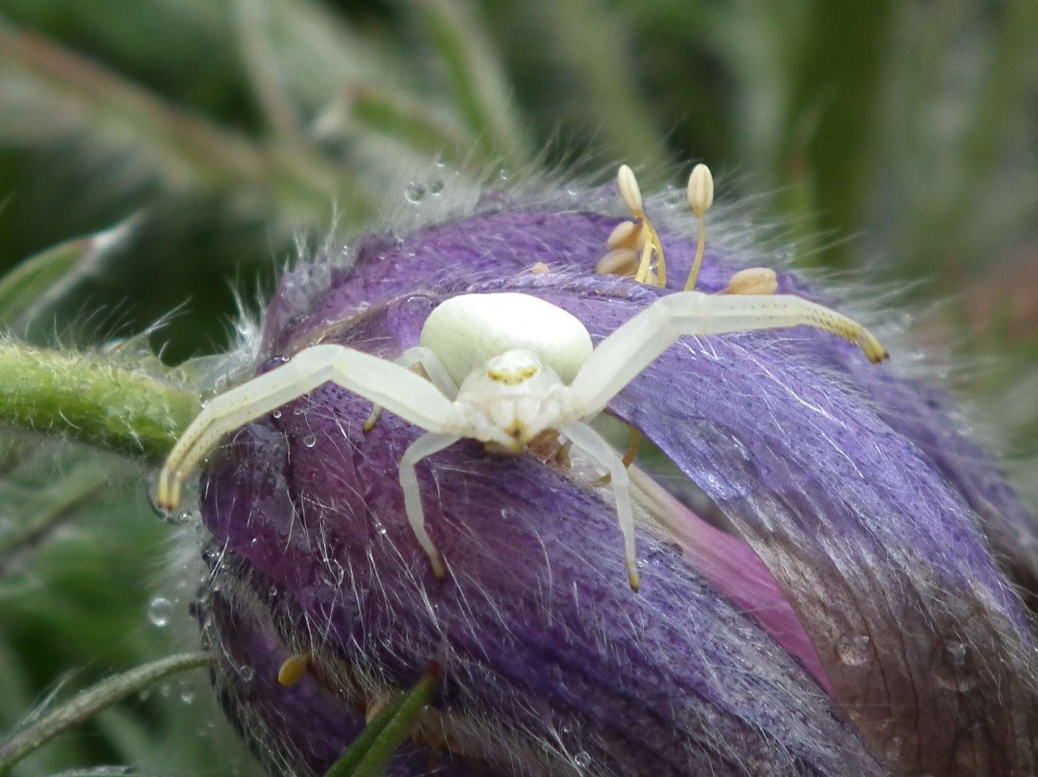 Image of Flower Crab Spiders