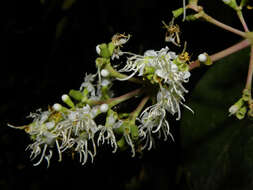 Image of Miconia hondurensis Donn. Sm.