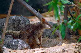 Image of Rock-wallaby