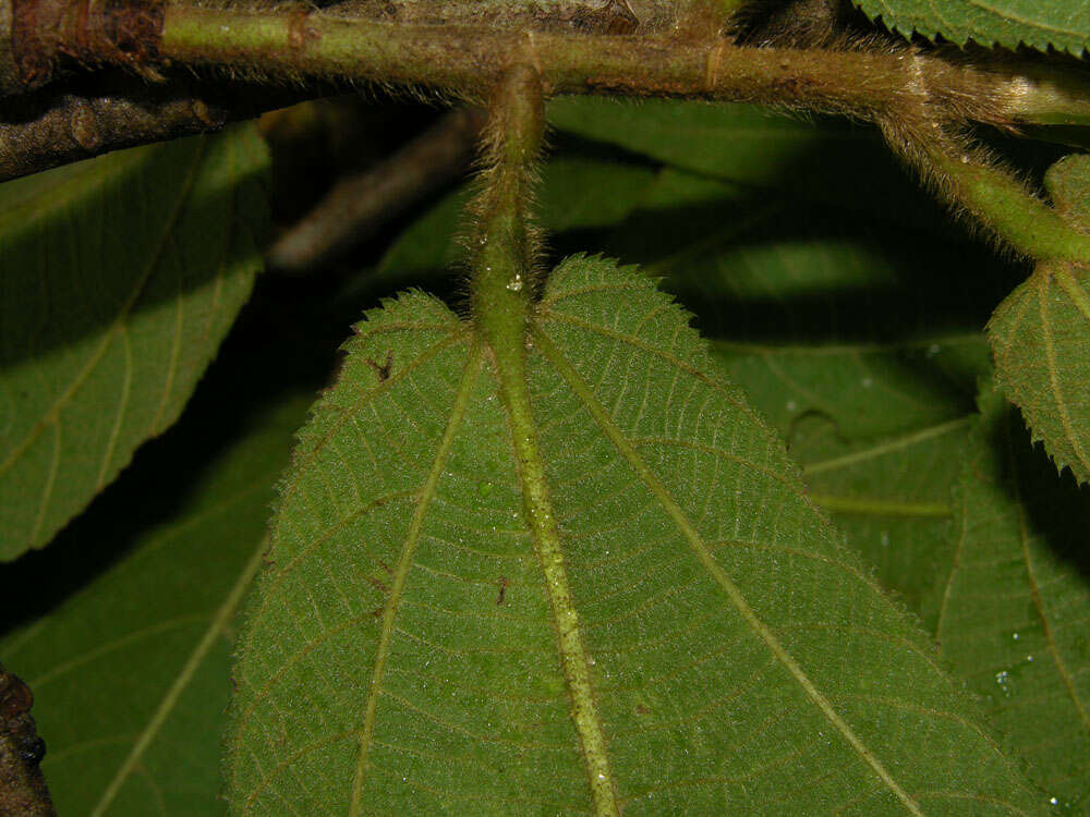 Image of Apeiba tibourbou Aubl.