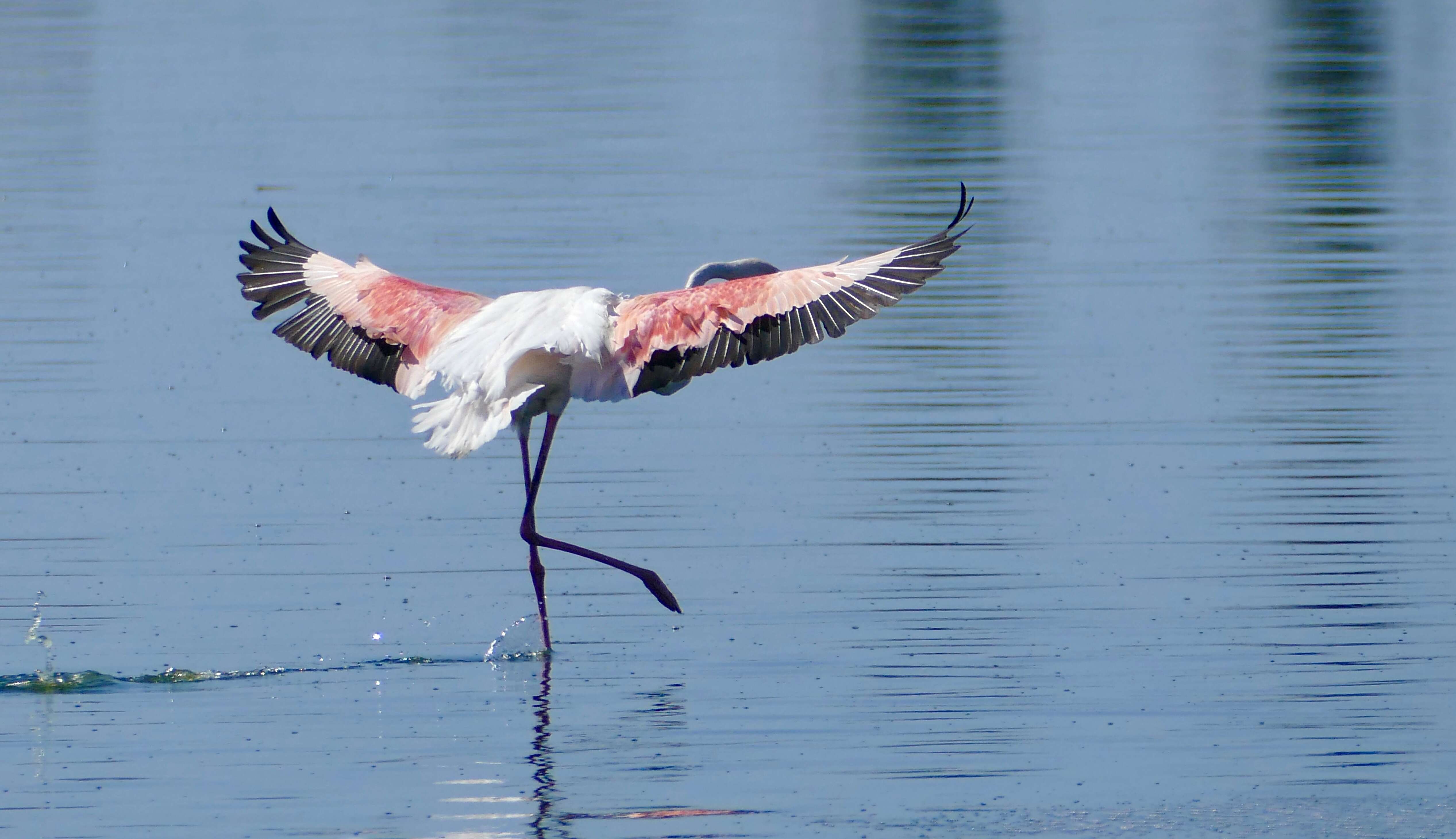 Imagem de Phoenicopterus Linnaeus 1758