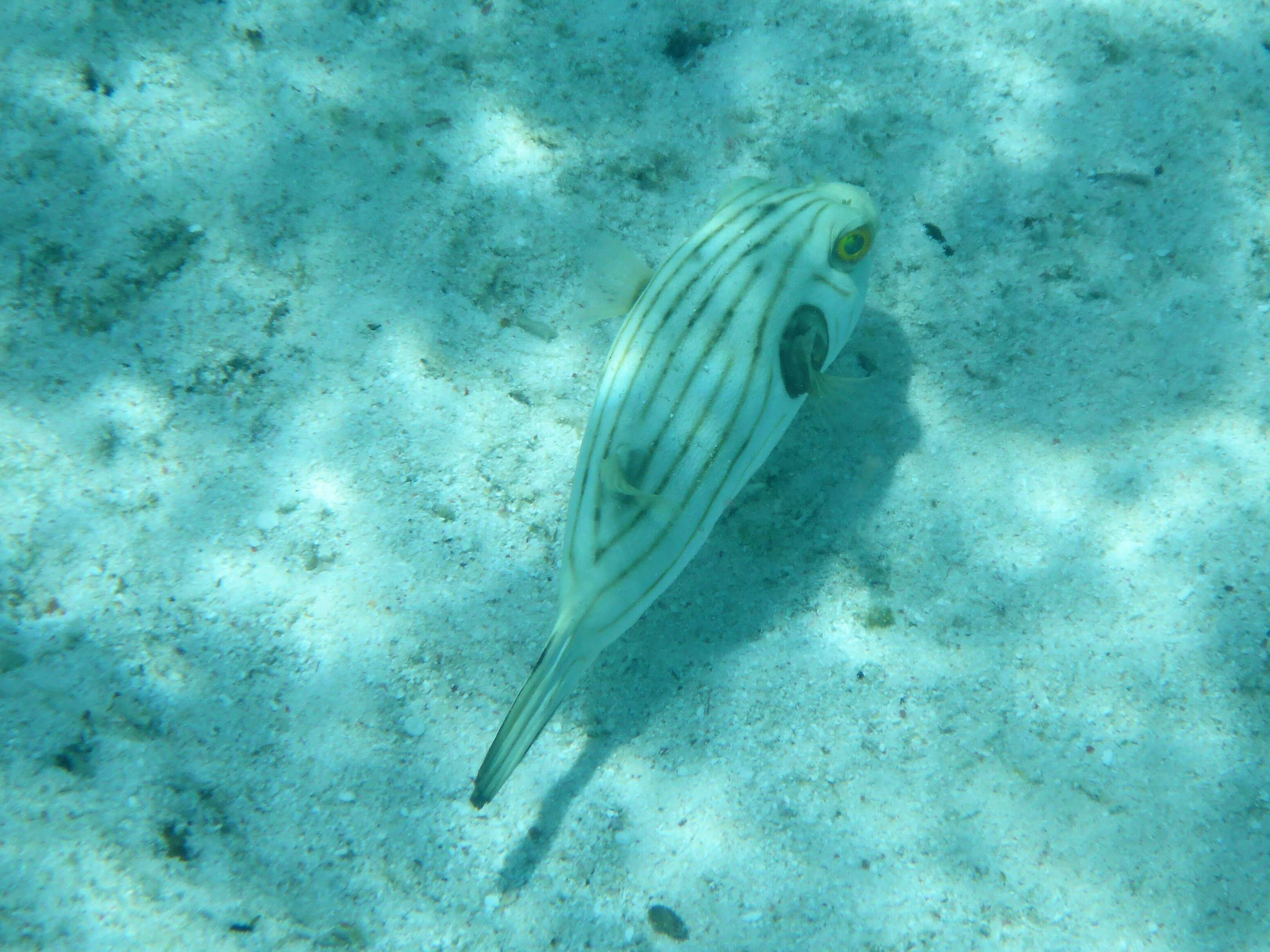 Image of Narrow-lined Puffer