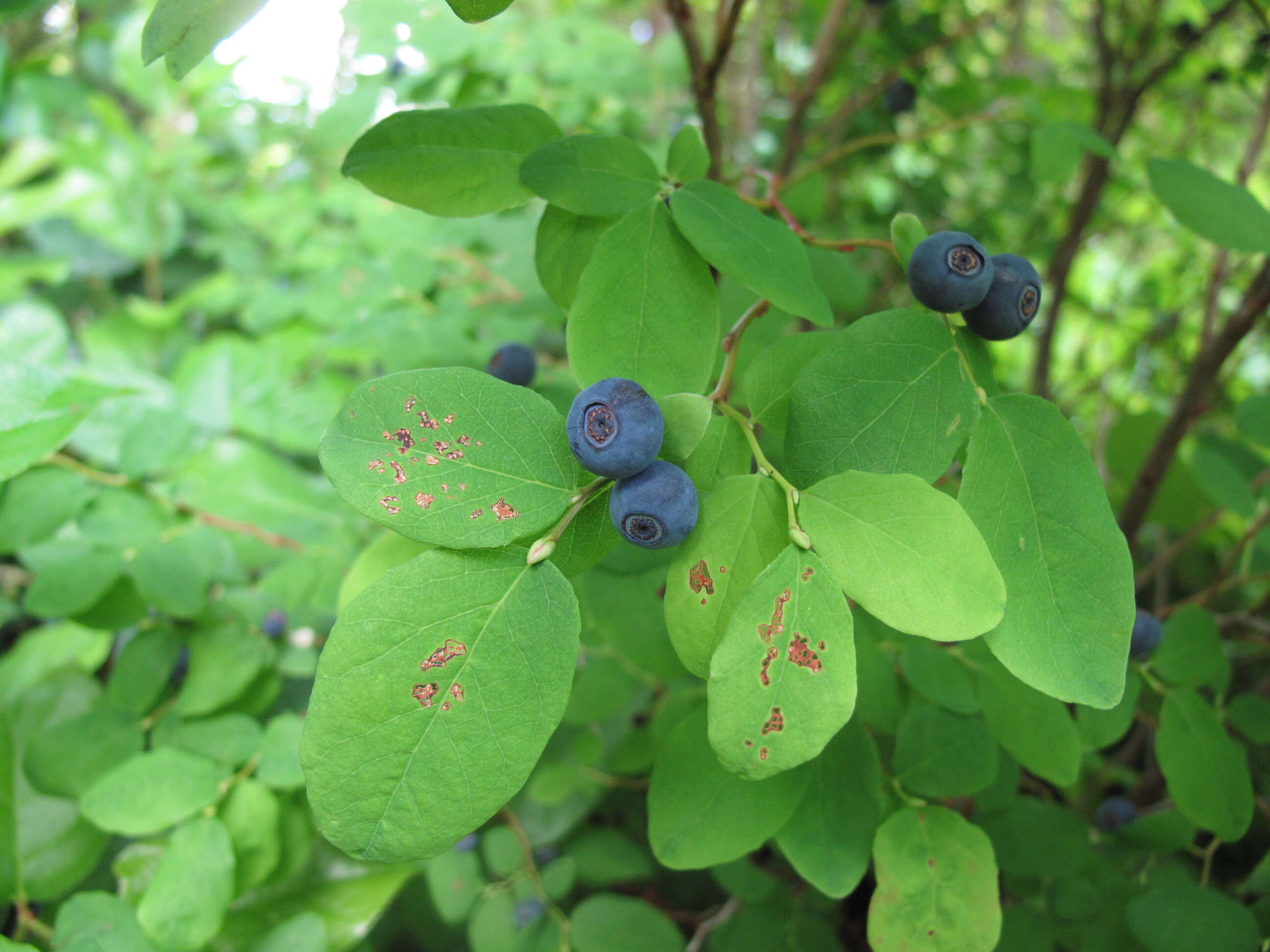 Image of blueberry