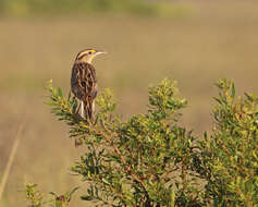 Image of Meadowlark