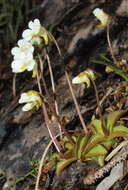 Image of Pinguicula alpina L.