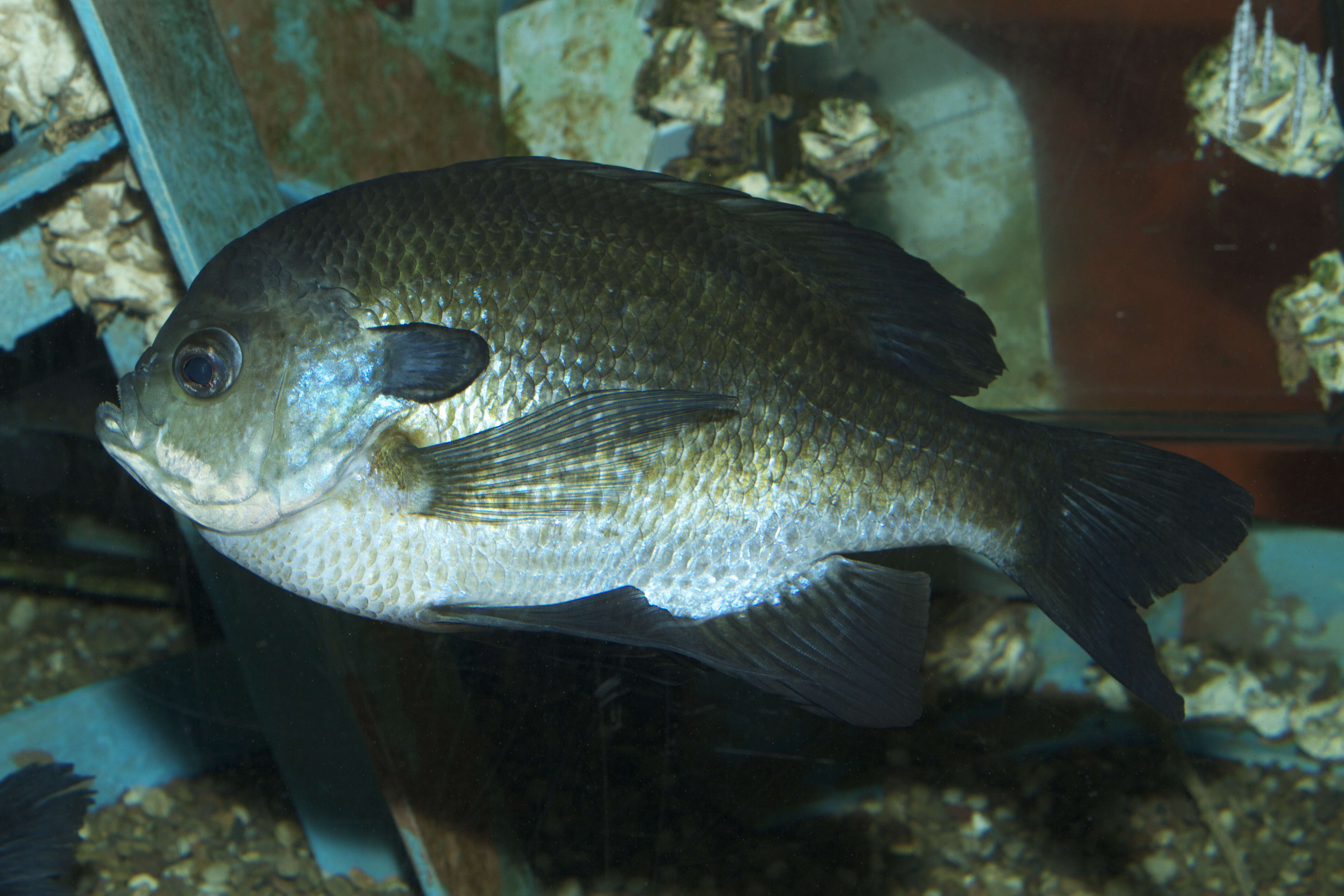 Image of Redbreast Sunfish