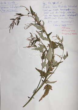 Image de Atriplex sagittata Bkh.