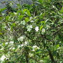 Image of Atractocarpus hirtus (F. Muell.) Puttock