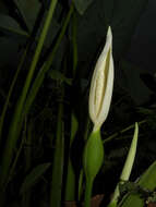 Image of elephant's ear