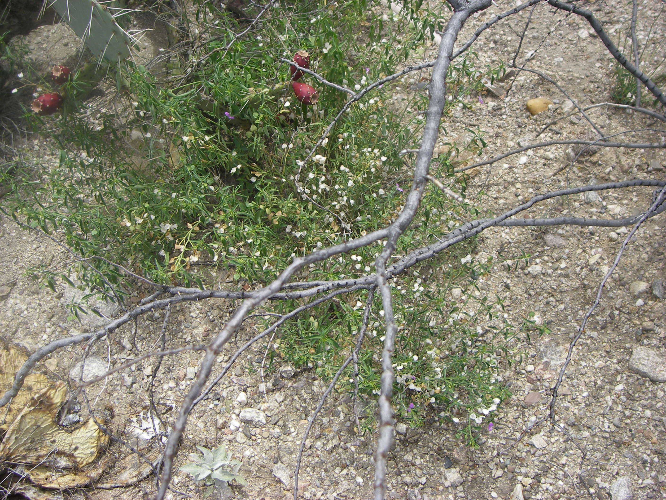 Image of Arizona foldwing