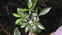 Image of Rauvolfia grandiflora Mart. ex A. DC.