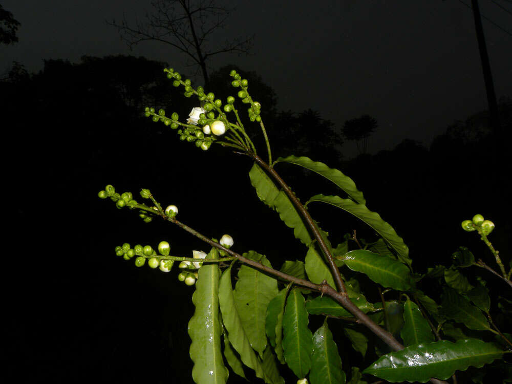 Imagem de Lecythis mesophylla S. A. Mori