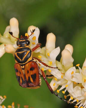 Image of Delta Flower Scarab