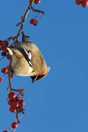 Image of waxwings and relatives