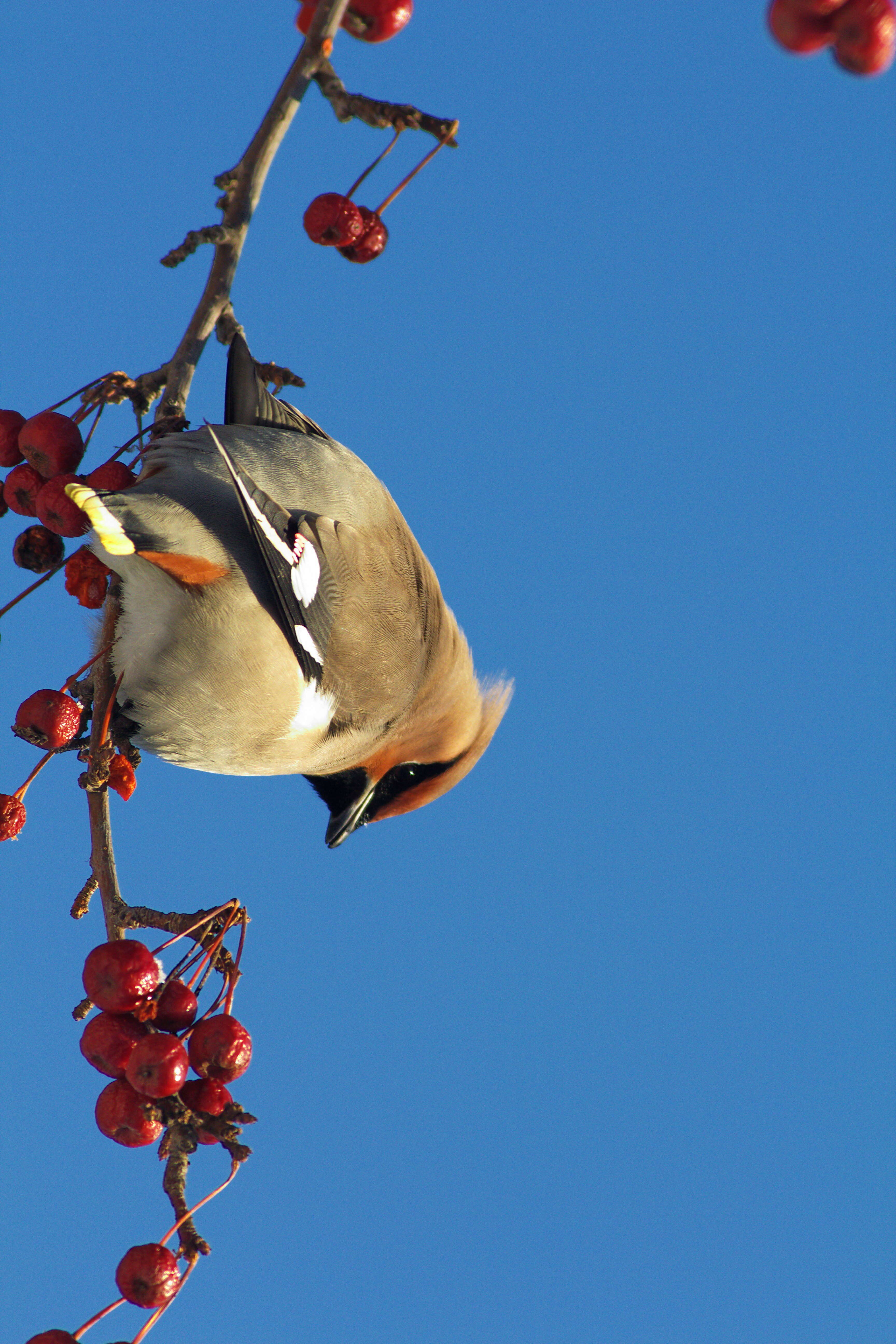 Image of waxwings and relatives