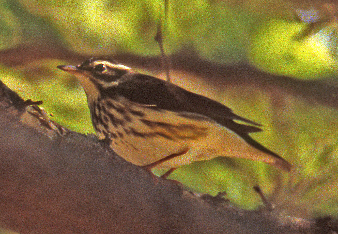 Image of Louisiana Waterthrush