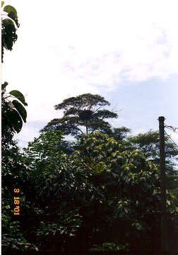 Image of White-bellied Sea Eagle