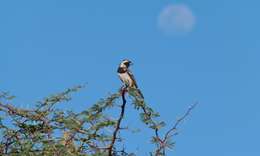 Image of Cape Sparrow