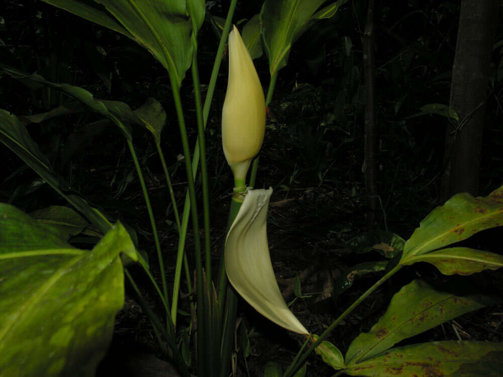 Image of Cyclanthus