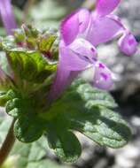 Image of common henbit