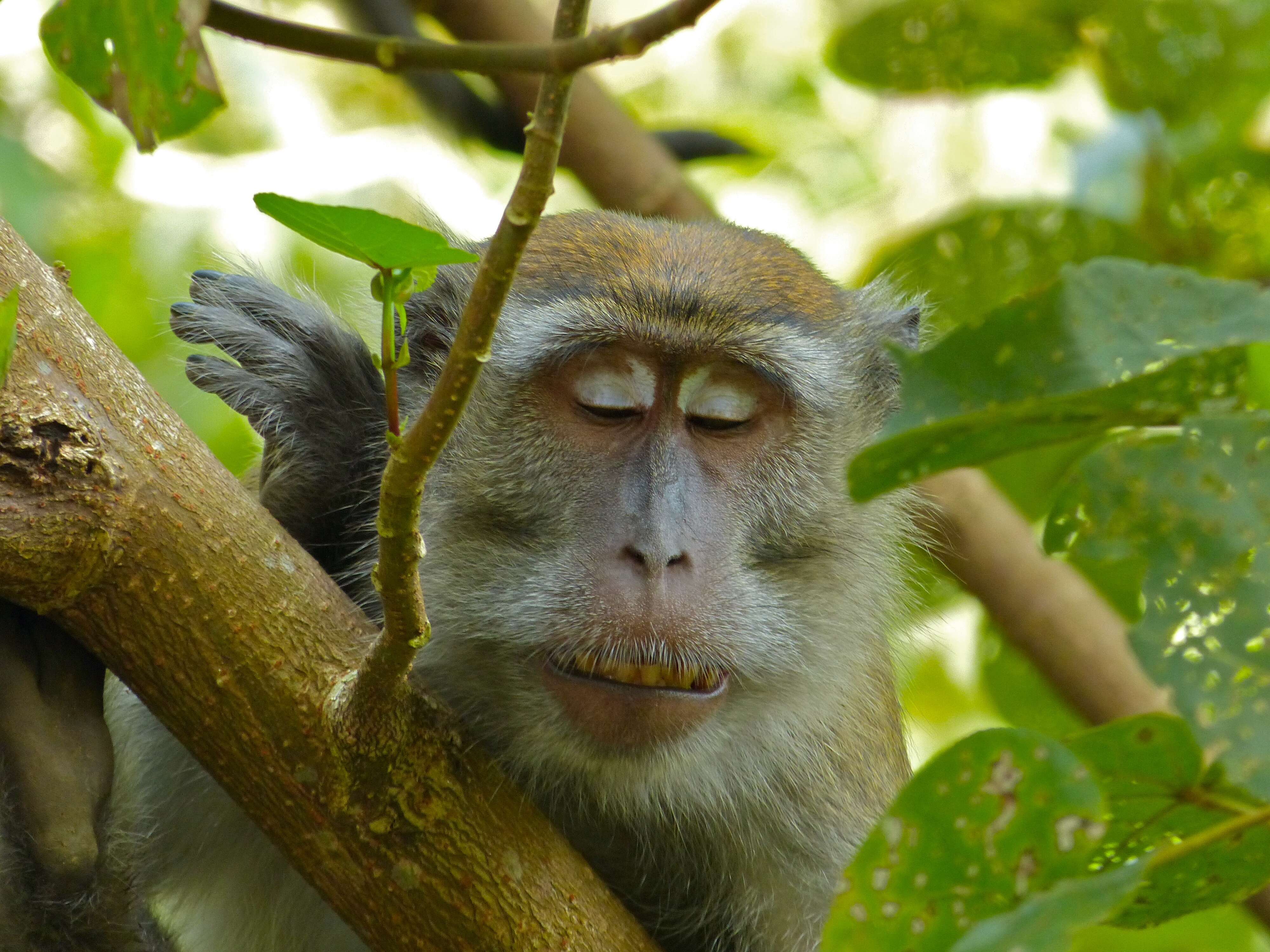 Image of Long-tailed Macaque