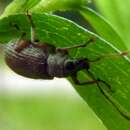 Image of Asiatic Oak Weevil