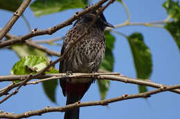 Image of Red-vented Bulbul