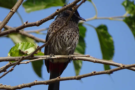 Image of Red-vented Bulbul