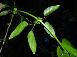 Image of Bignonia hyacinthina (Standl.) L. G. Lohmann