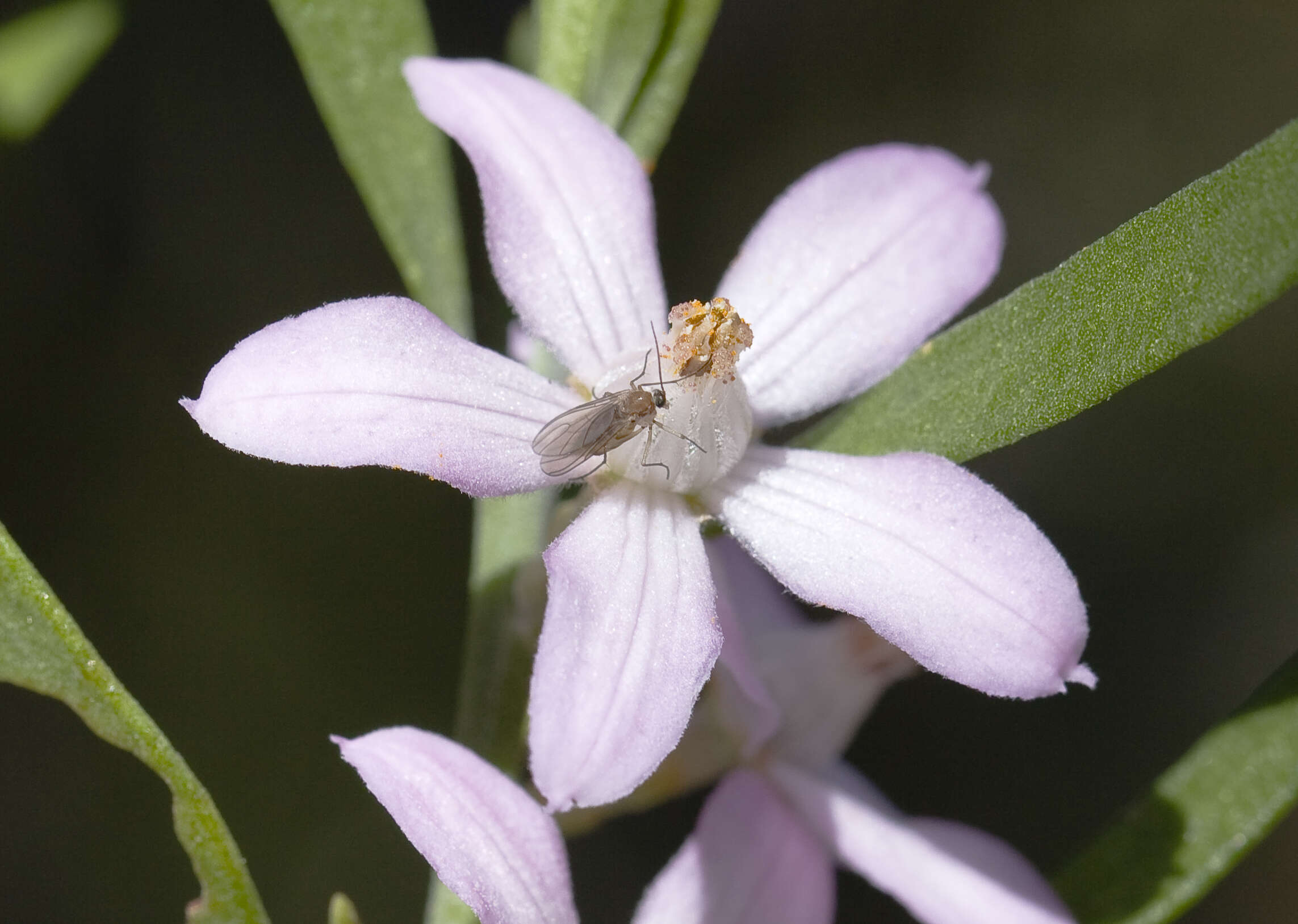 Image of Eriostemon