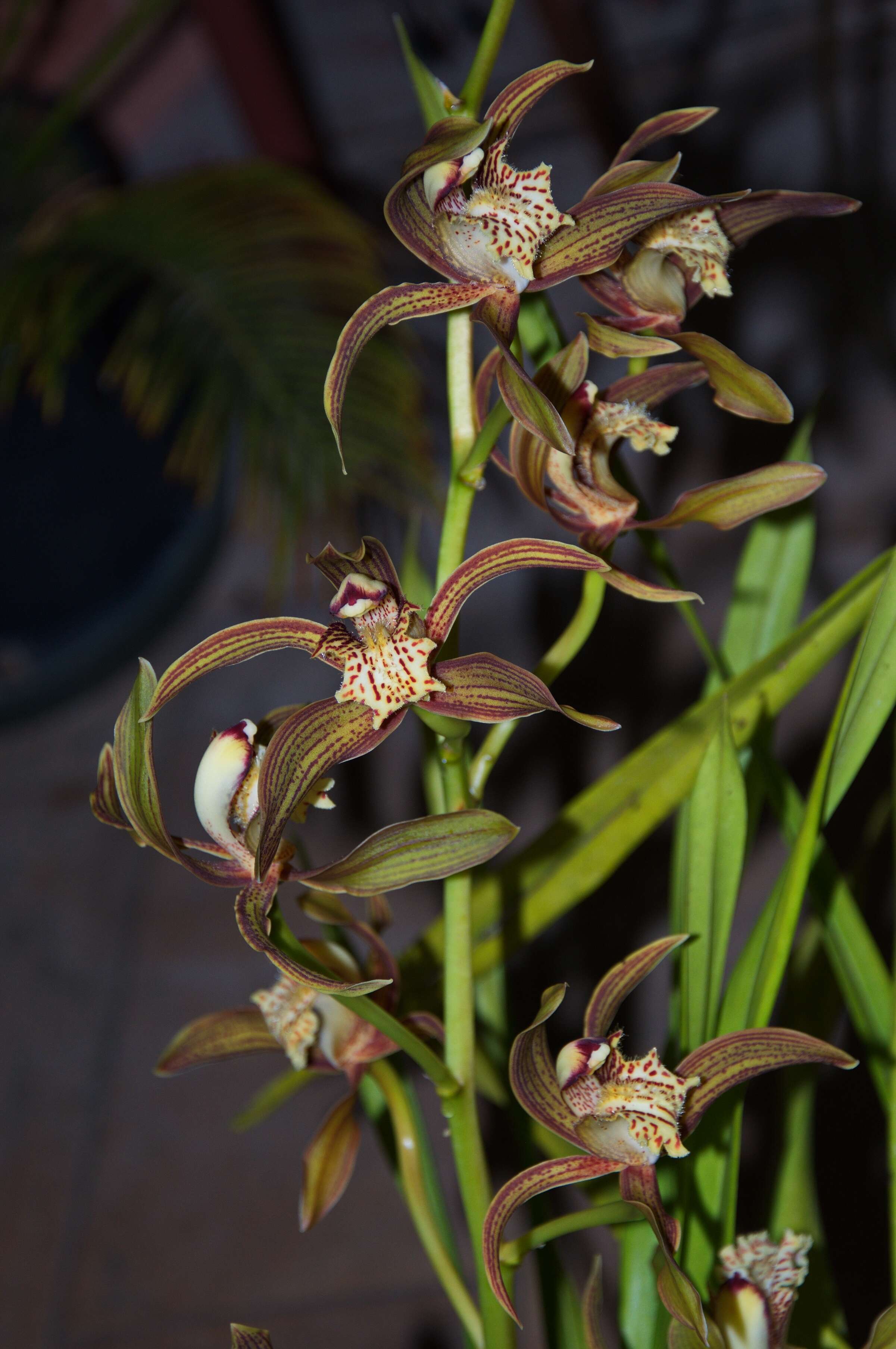 Image of Boat orchids