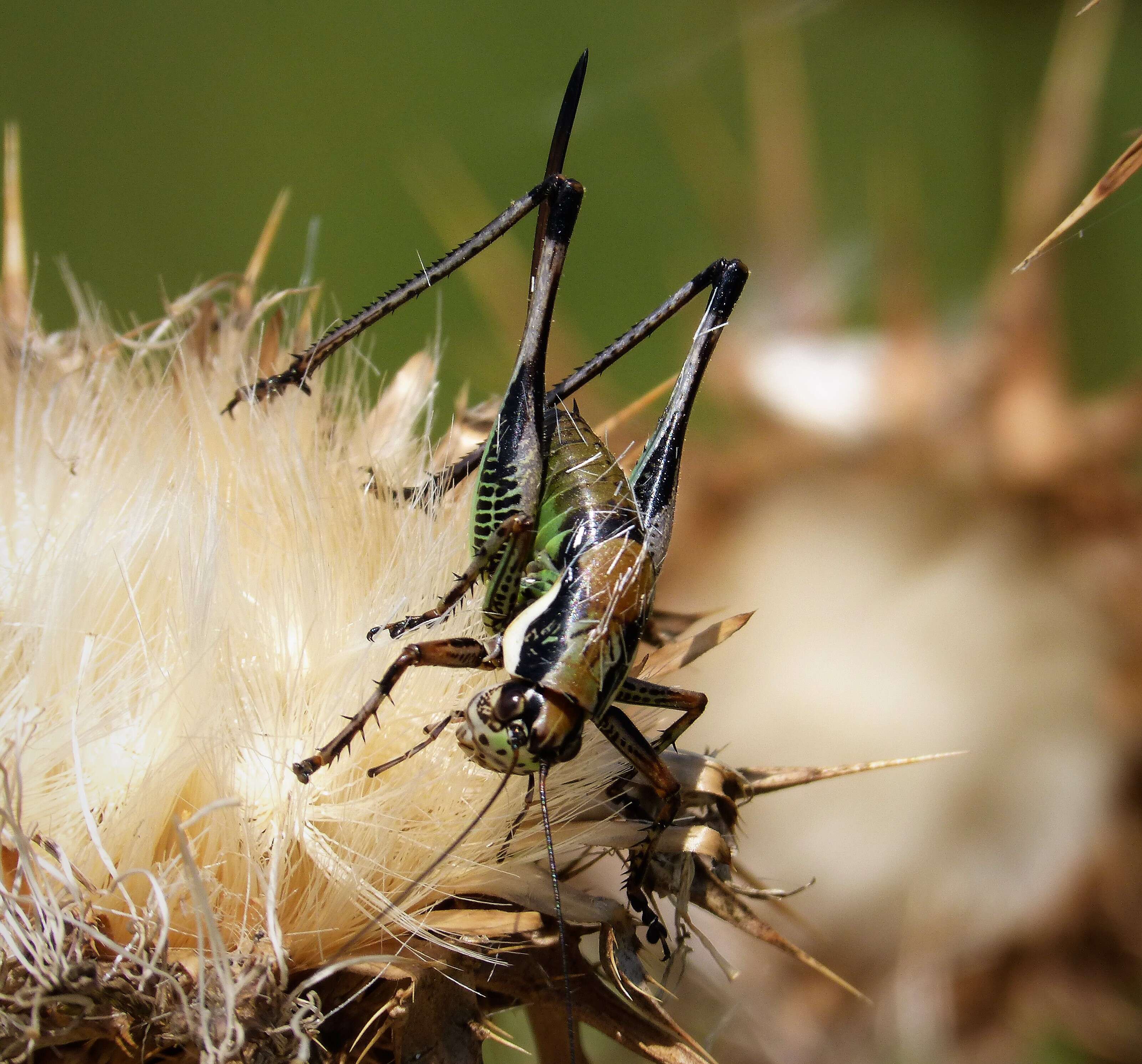 Image of Eupholidoptera