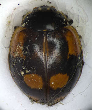 Plancia ëd Adalia bipunctata (Linnaeus 1758)