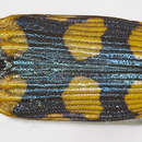 Image of Castiarina sexualis (Carter 1929)