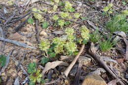 Image of Hydrocotyle laxiflora DC.