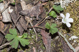 Image of cinquefoil geranium