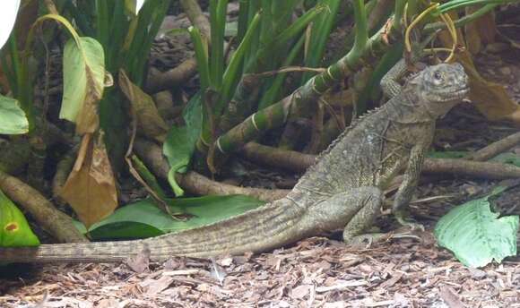 Image of Crested Lizard