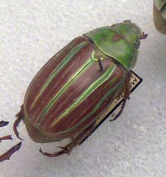 Image of Jewel scarab