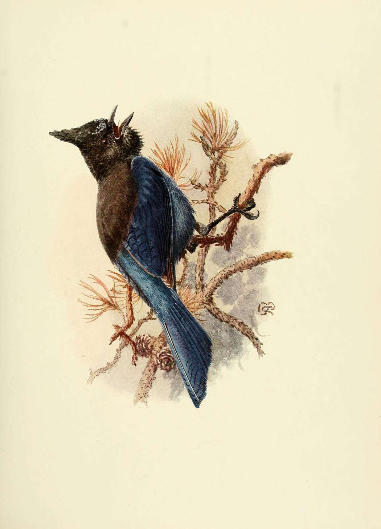 Image of Cyanocitta Strickland 1845