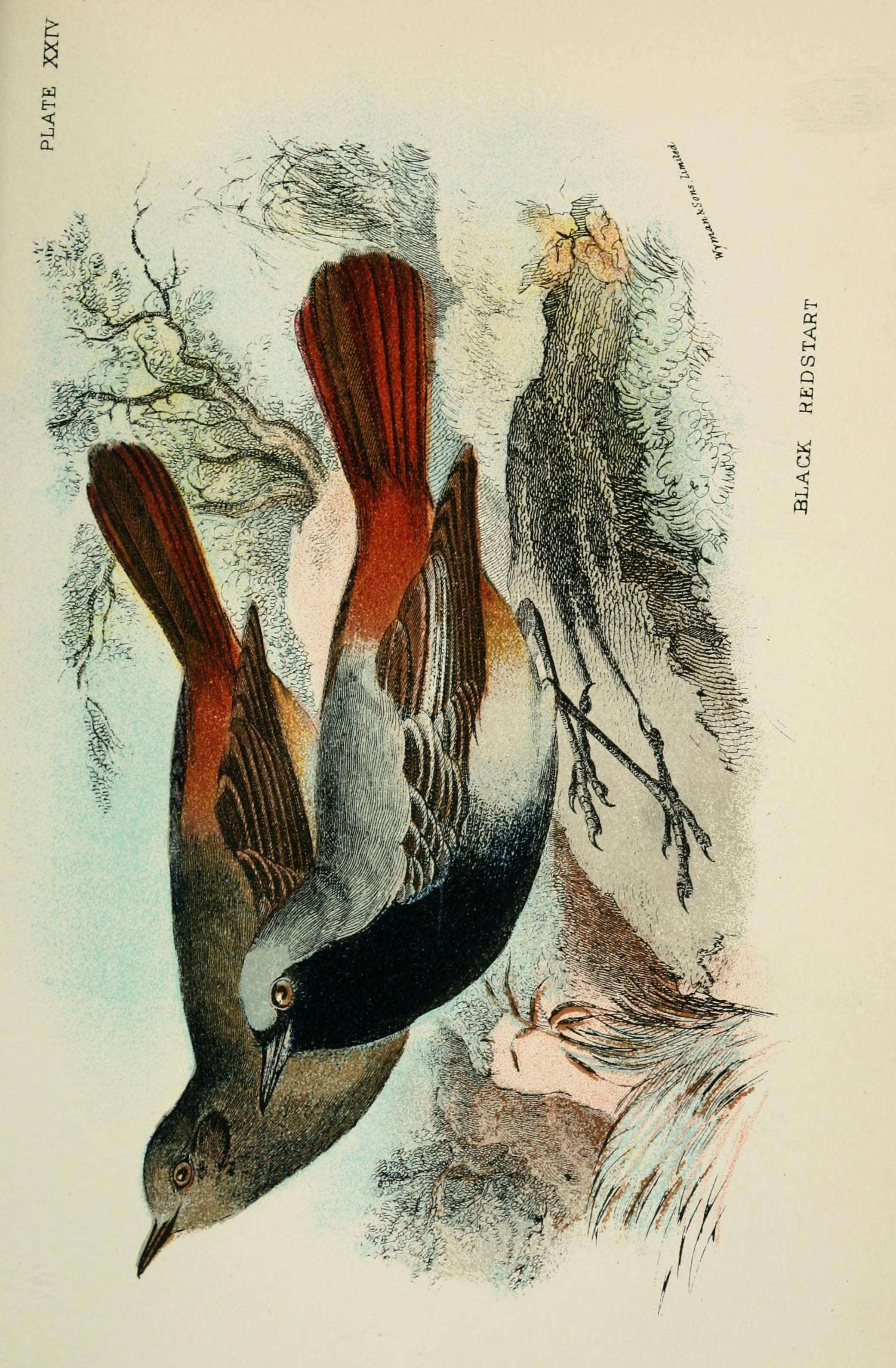 Image of Phoenicurus Forster & T 1817