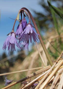 Image of Soldanella montana Willd.