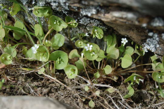 Image of Indian lettuce