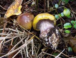 Image of Cortinarius aureopulverulentus M. M. Moser 1952