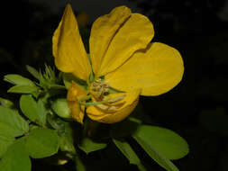 Image of Senna cobanensis (Britton & Rose) H. S. Irwin & Barneby