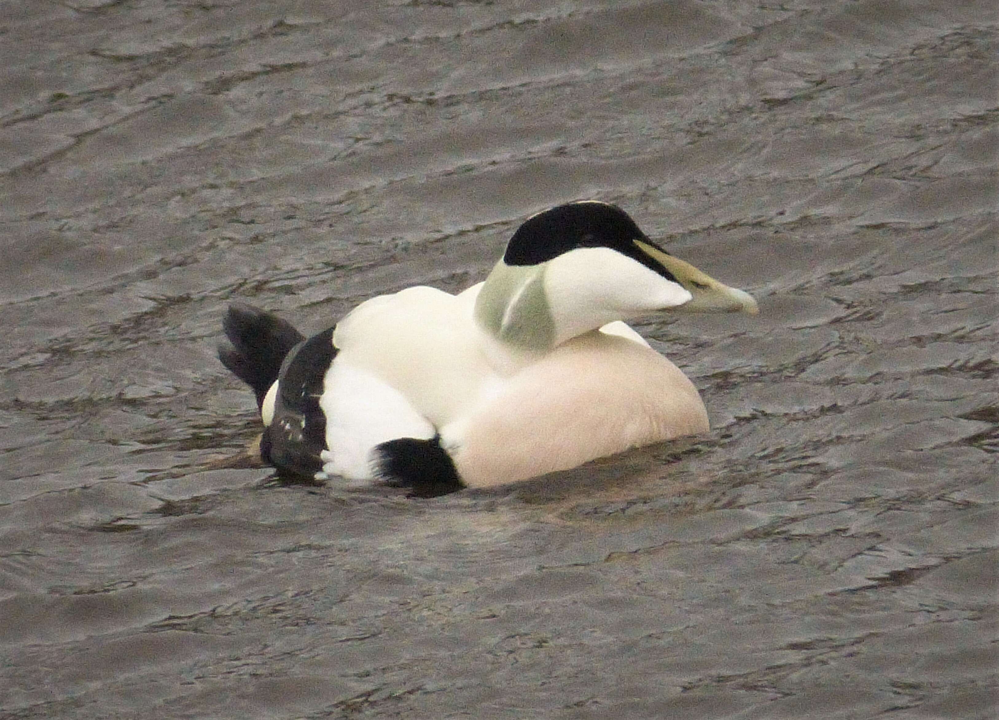 Image of Eider