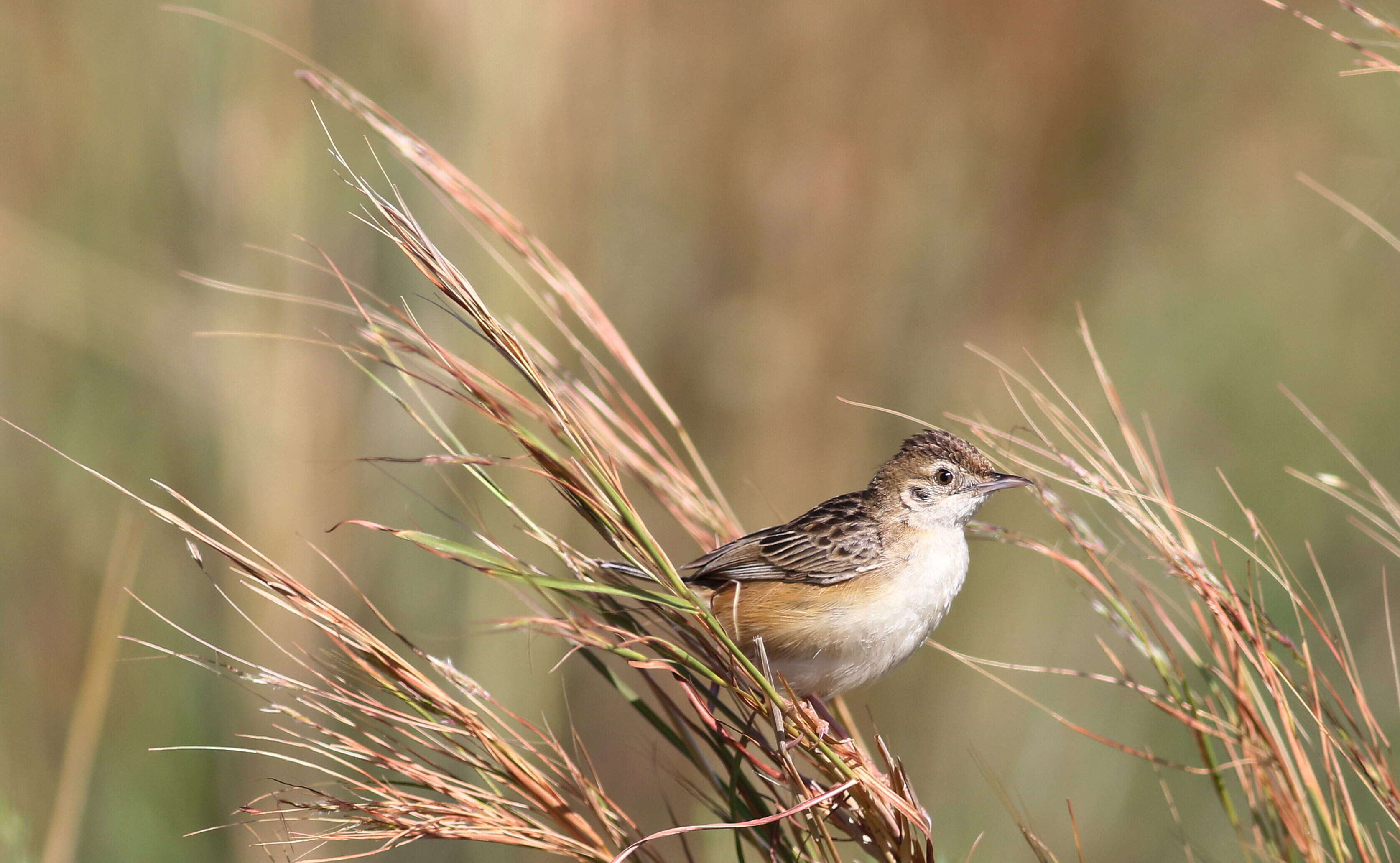 Image of Fan-tailed Cisticola