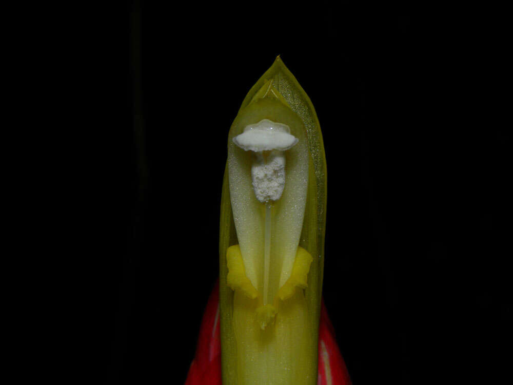 Image of Costus stenophyllus Standl. & L. O. Williams