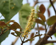 Image of tropical almond